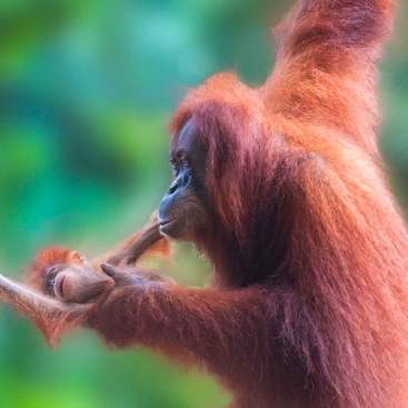 Orangutan with baby