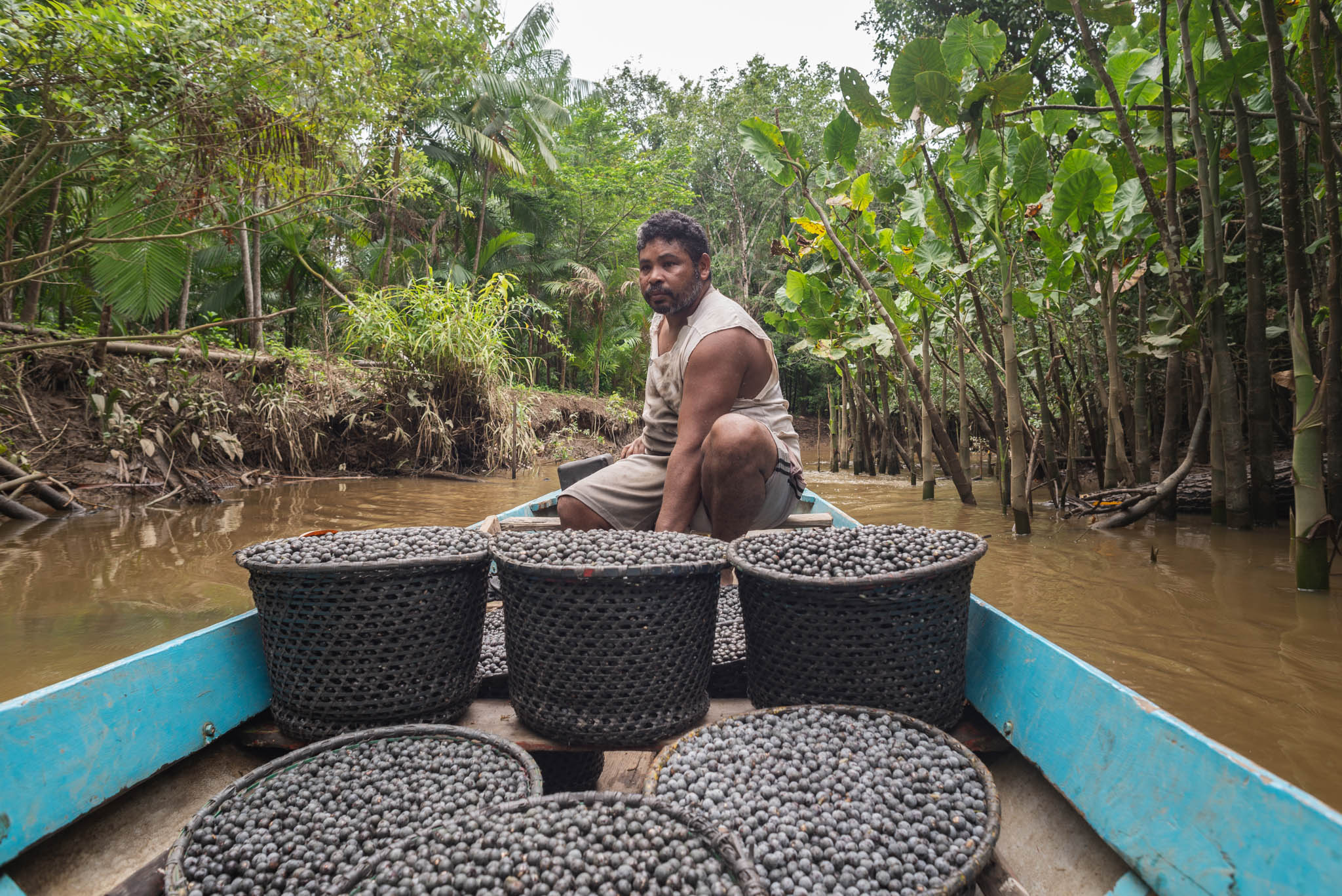 Just harvested acai fruits, packed in "rasas" or "paneiros" (traditional straw baskets), being transported in a boat to the place of sale. Main focus on pilot's face