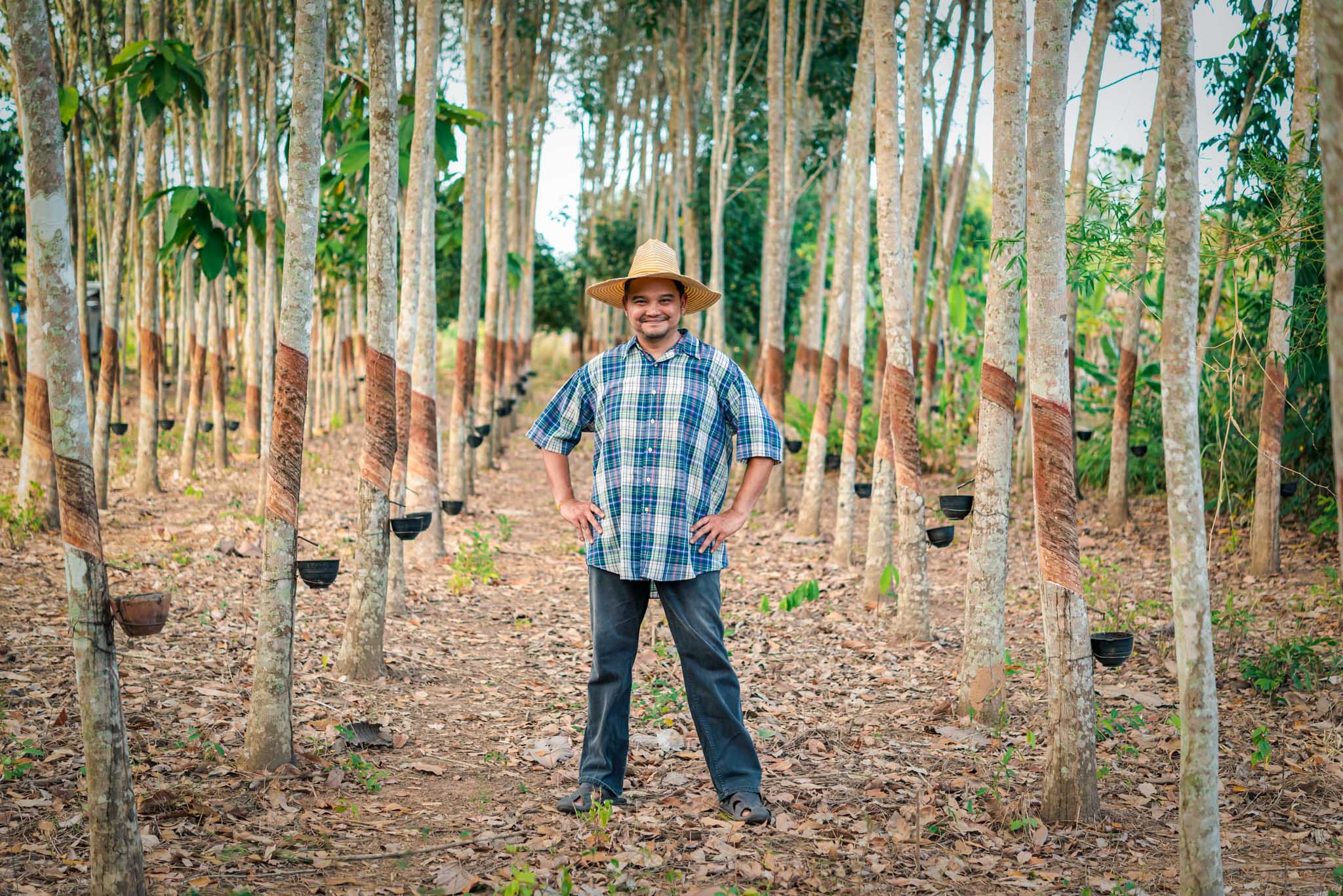 Asian man farmer agriculturist happy at a rubber tree plantation with Rubber tree in row natural latex is a agriculture harvesting natural rubber in white milk color for industry in Thailand